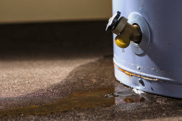 Best Professional water damage repair  in Black Creek, WI