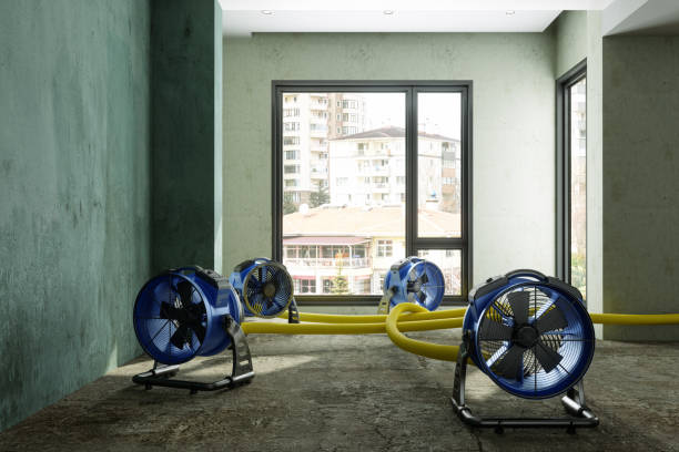 Best Mold removal after water damage  in Black Creek, WI